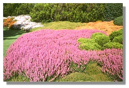 Plants Heather