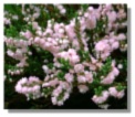 Pink Heather