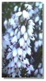 White Heather