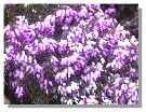 Purple Heather