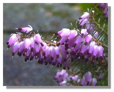 Purple Heather