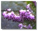 Purple Heather