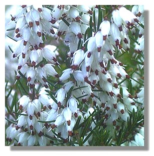 White Heather