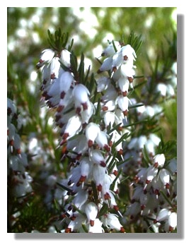 White Heather