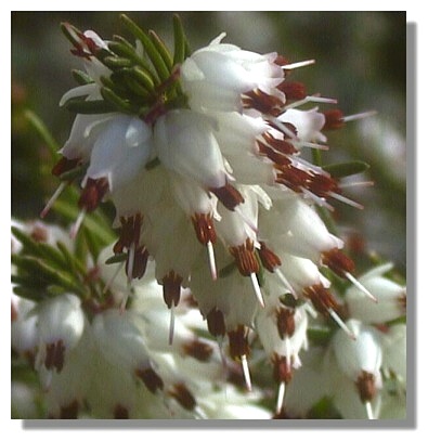 White Heather