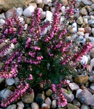 Heather