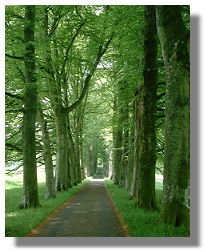 Beeches at Drummond Castle
