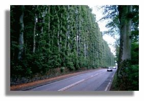 Meiklour Beech Hedge