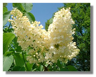 White Lilac