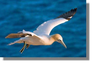 Gannet