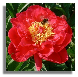 Paeonia
