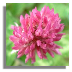 Clover