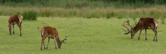 Deer Park