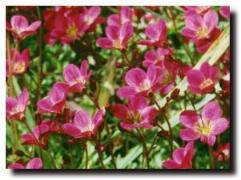 Saxifrage