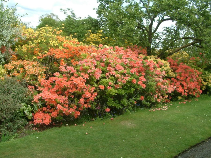 Finlaystone Country Estate - Azaleas