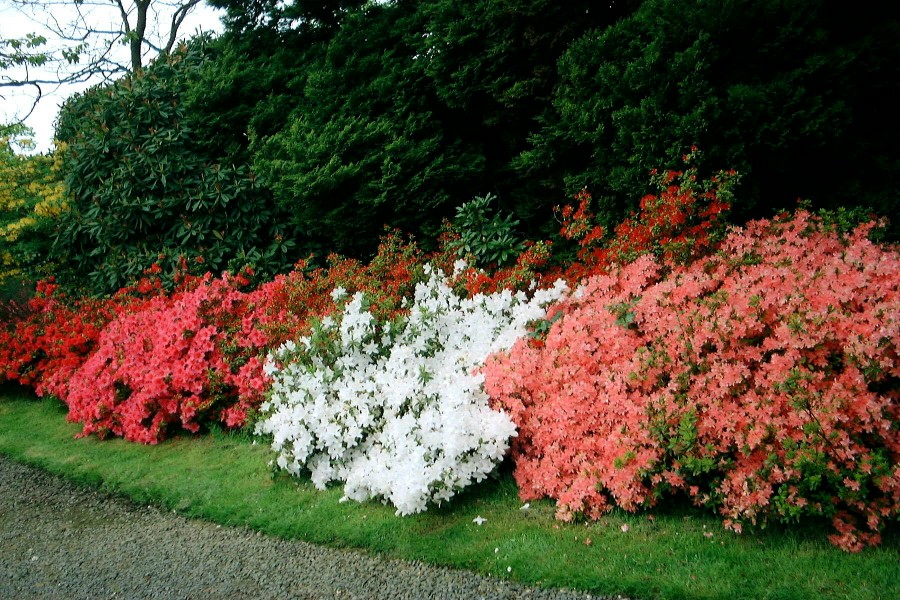 Finlaystone Country Estate - Azaleas