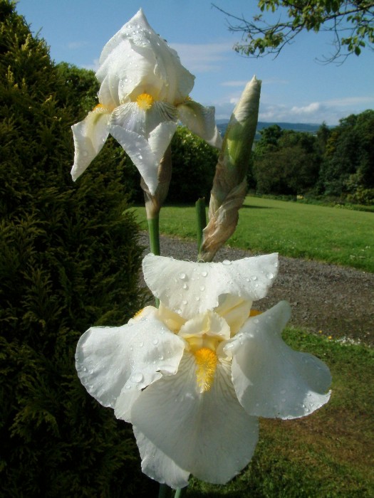 Finlaystone Country Estate - Iris