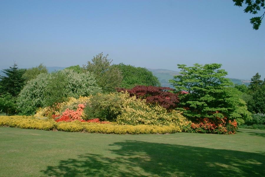 Finlaystone Country Estate - Azaleas