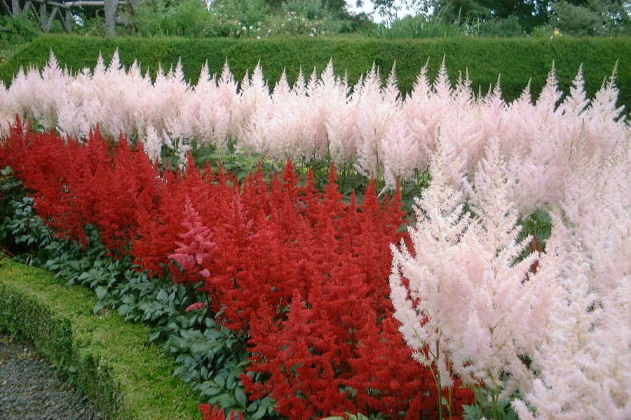 Finlaystone Country Estate - Astilbe
