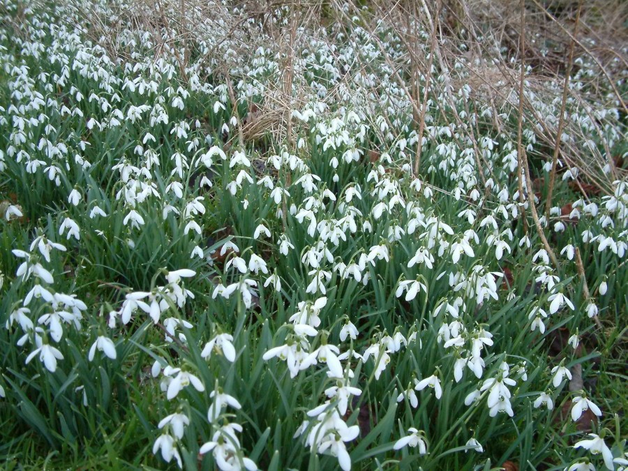 Finlaystone Country Estate - Snowdrops