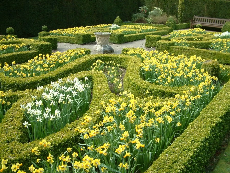 Greenbank House Daffodils