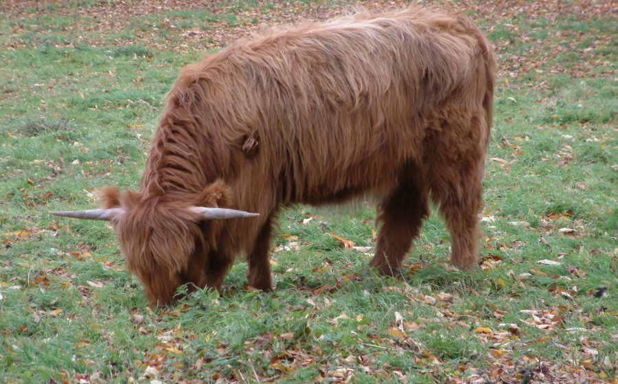 Greenbank Garden Highland Cow