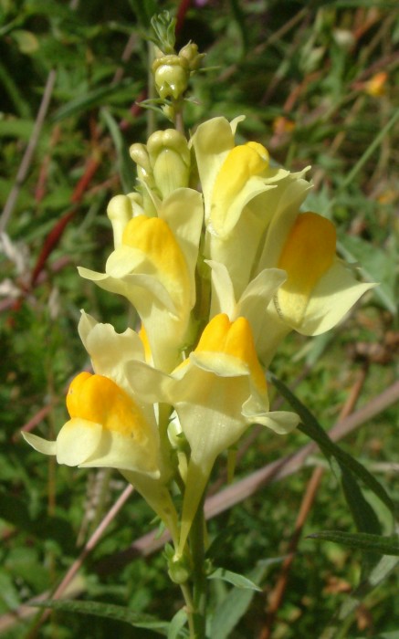 RSPB Lochwinnoch Bird Sanctuary Common Toadflax