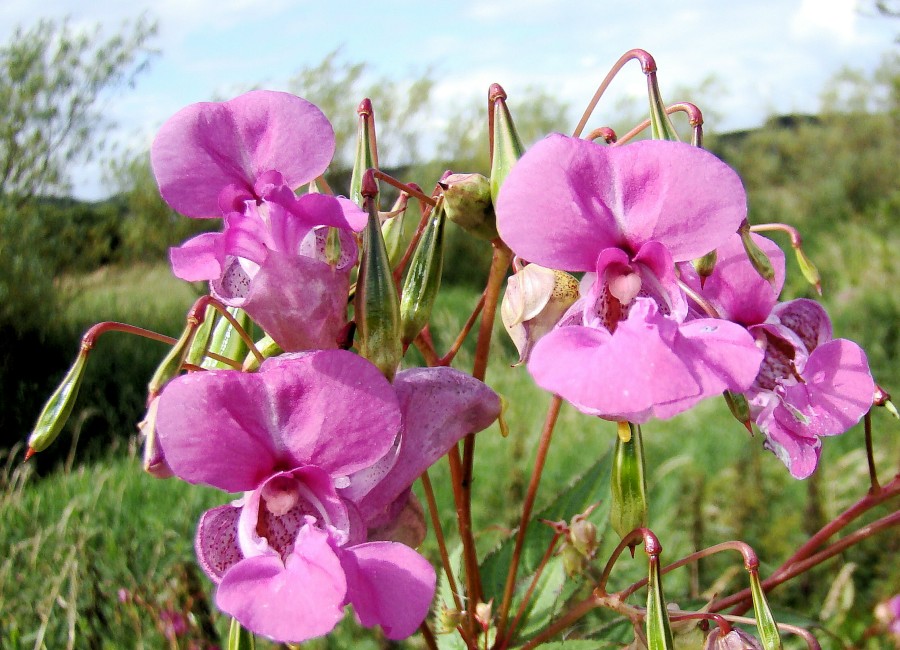 RSPB Lochwinnoch Bird Sanctuary Himalayan Balsam