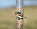 RSPB Lochwinnoch Bird Sanctuary Brambling