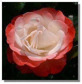 rose_pink_nostalgia1380b.jpg