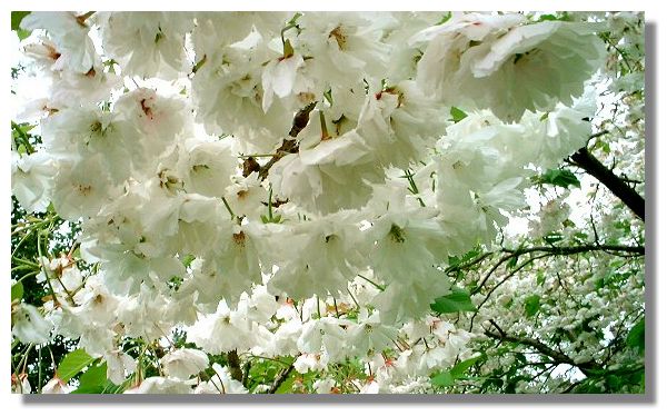 Apple Blossom, Finlaystone Gardens, Inverclyde