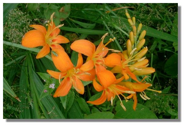 Crocosmia, Linn Botanic Garden