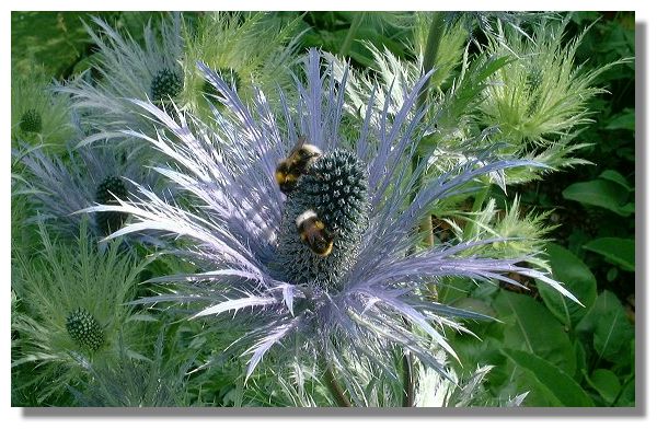 Eryngium