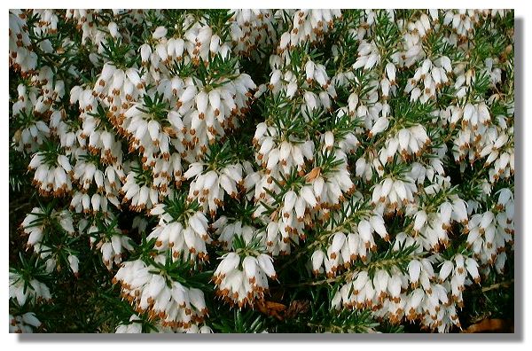White Heather