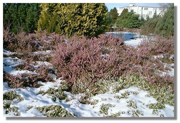 Heather, Balloch, West Dunbartonshire