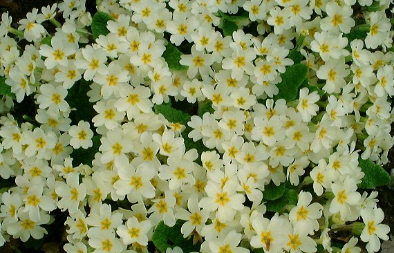 Primroses