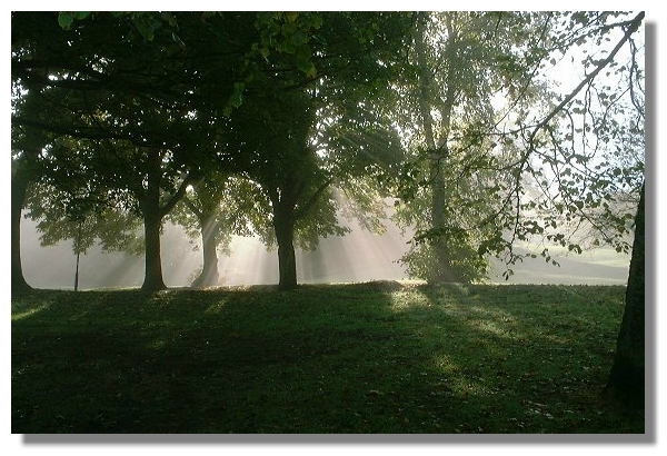 Sunlight Through the Mist