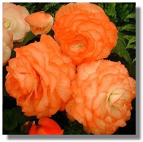 Begonias