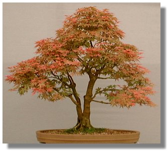 Sakura Bonsai on Bonsai Collections   Ajilbab Com Portal