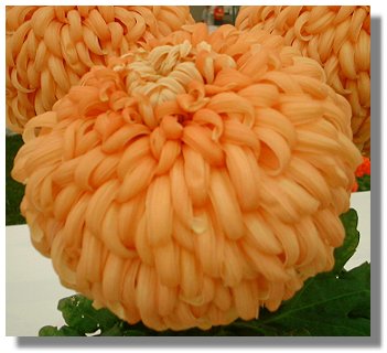 Chrysanthemum