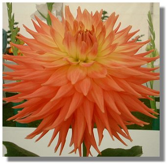 Dahlia