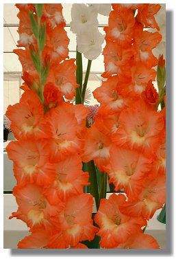 Gladioli