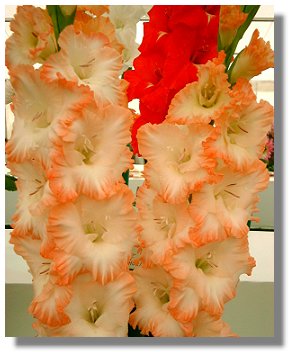 Gladioli