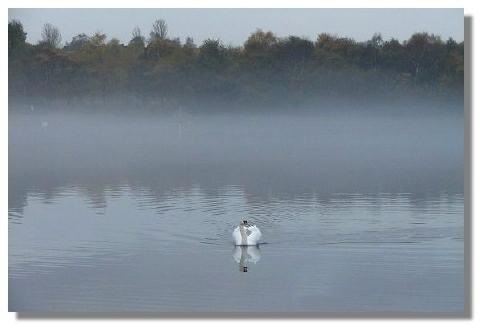 drumpellier country park in the mist