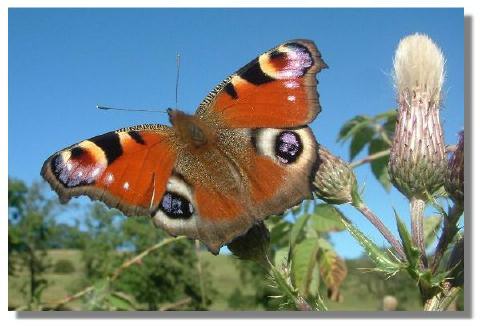 peacock butterfly