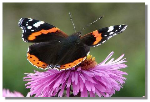 red admiral butterfly, culzean