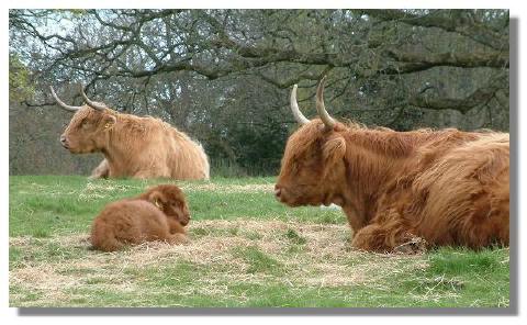 highland cattle, scone palace