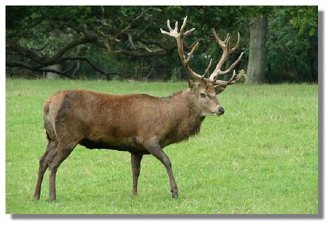 stag, culzean