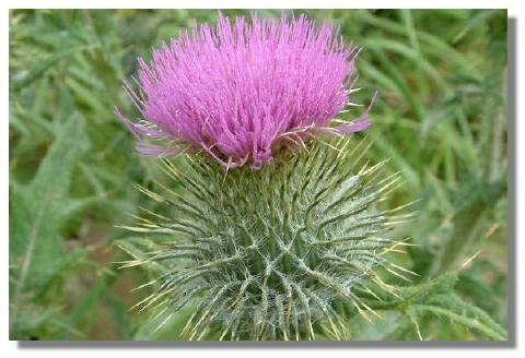 thistle