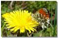 butterfly_orange_tip_bald4710z